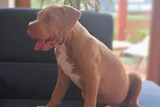 American bully XL, Kujawsko-pomorskie, Raciążek