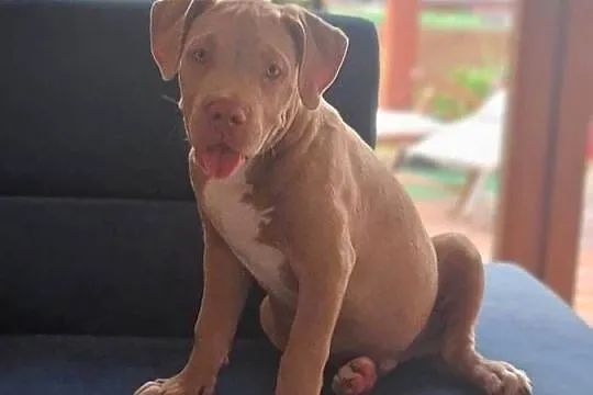 American bully XL, Kujawsko-pomorskie, Raciążek