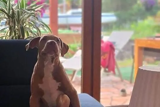 American bully XL, Kujawsko-pomorskie, Raciążek