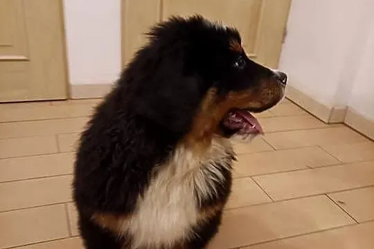 Piesek Berneński Pasterski, Podlaskie, Jeleniewo