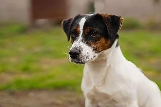 Jack Russell Terrier REPRODUKTOR, Szczecin