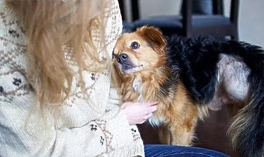 KAJKO oddany kochany piesek, mazowieckie Warszawa