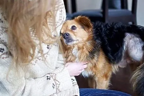 KAJKO oddany kochany piesek,  mazowieckie Warszawa