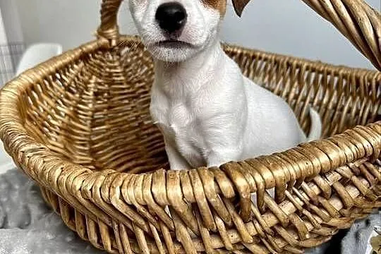 Wyjątkowa suczka Jack Russell Terrier rodowód OSPiK