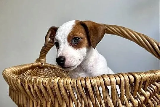 Wyjątkowa suczka Jack Russell Terrier rodowód OSPiK, Wielkopolskie, Poznań