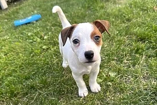 Wyjątkowa suczka Jack Russell Terrier rodowód OSPiK, Wielkopolskie, Poznań