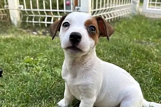 Wyjątkowa suczka Jack Russell Terrier rodowód OSPiK, Wielkopolskie, Poznań