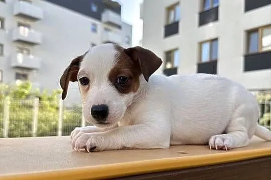 Wyjątkowa suczka Jack Russell Terrier rodowód OSPiK, Wielkopolskie, Poznań