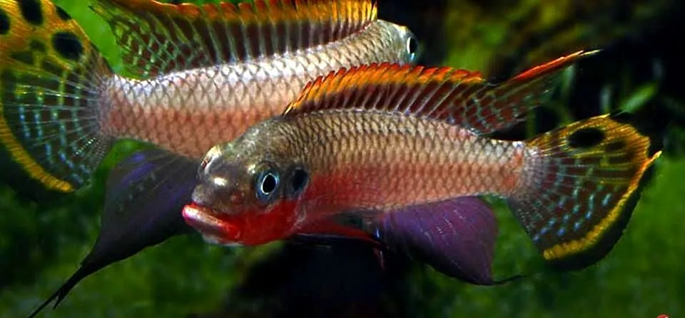 Barwniak szmaragdowy NIGERIA RED - Pelvicachromis taeniatus, Pomorskie, Gdańsk