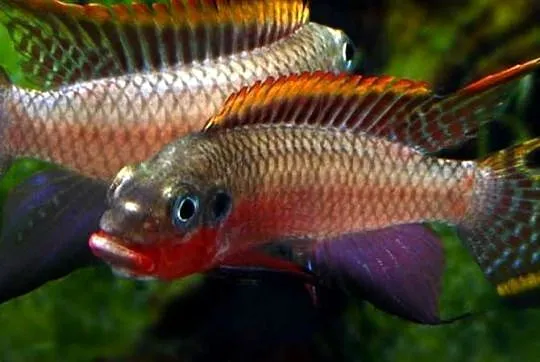 Barwniak szmaragdowy NIGERIA RED - Pelvicachromis taeniatus, Pomorskie, Gdańsk