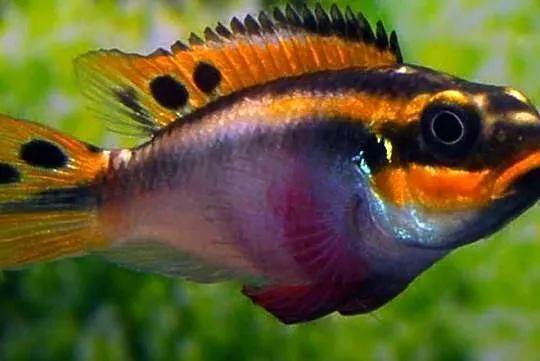 Barwniak szmaragdowy NIGERIA RED - Pelvicachromis taeniatus, Pomorskie, Gdańsk