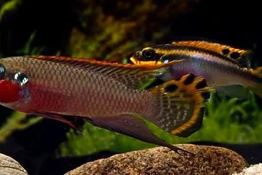 Barwniak szmaragdowy NIGERIA RED - Pelvicachromis taeniatus, Pomorskie, Gdańsk