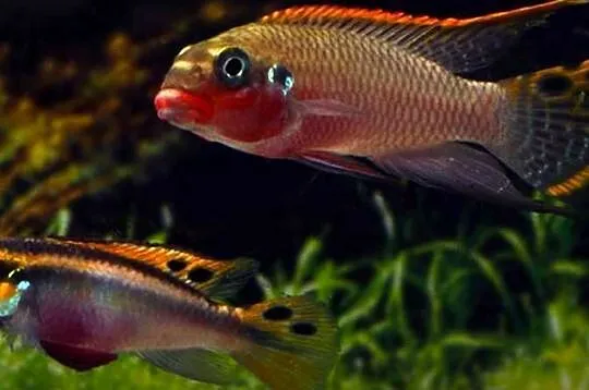 Barwniak szmaragdowy NIGERIA RED - Pelvicachromis taeniatus, Pomorskie, Gdańsk