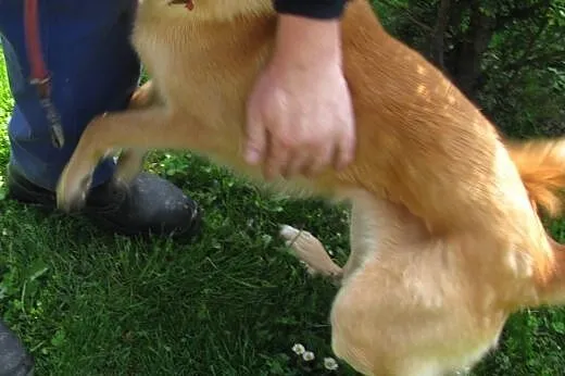Borys uroczy piesek do adopcji ,  łódzkie Łódź