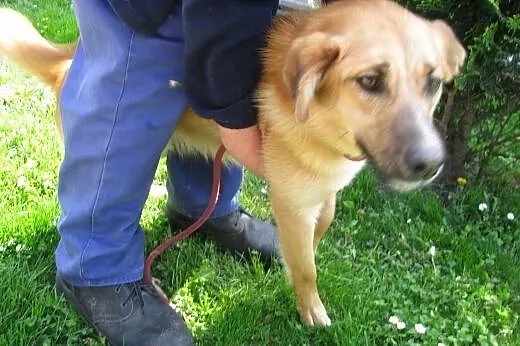 Borys uroczy piesek do adopcji ,  łódzkie Łódź