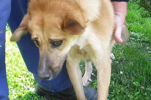 Borys uroczy piesek do adopcji ,  łódzkie Łódź
