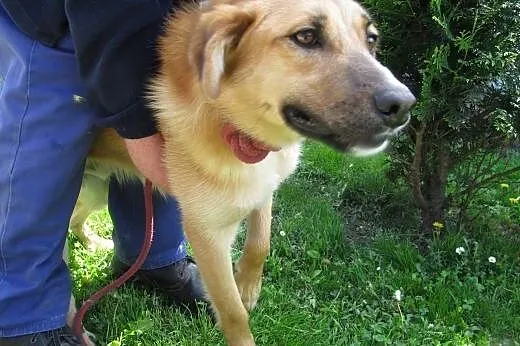 Borys uroczy piesek do adopcji ,  łódzkie Łódź