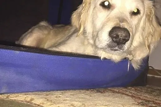 Golden Retriever GAGA - do adopcji,  mazowieckie W