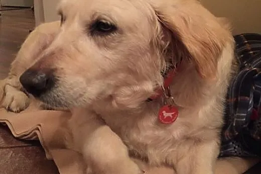 Golden Retriever GAGA - do adopcji,  mazowieckie W