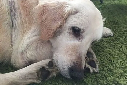 Golden Retriever GAGA - do adopcji,  mazowieckie W