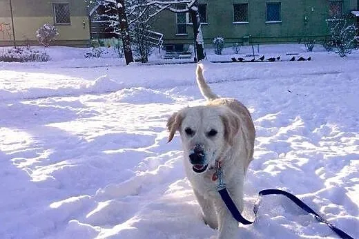 Golden Retriever GAGA - do adopcji,  mazowieckie W