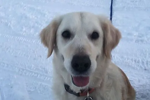 Golden Retriever GAGA - do adopcji,  mazowieckie W