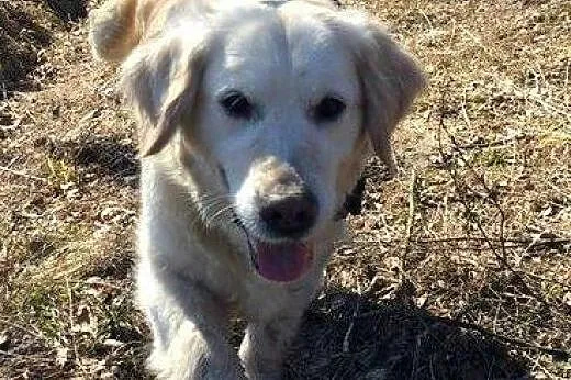 Golden Retriever GAGA - do adopcji,  mazowieckie W