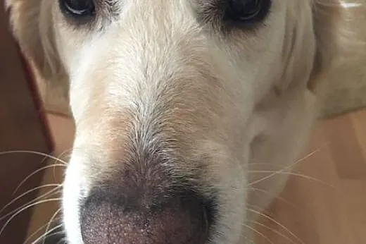 Golden Retriever GAGA - do adopcji,  mazowieckie W