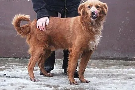 Zeus - zrównoważony, łagodny pies szuka domu na zawsze!,  łódzkie Łódź
