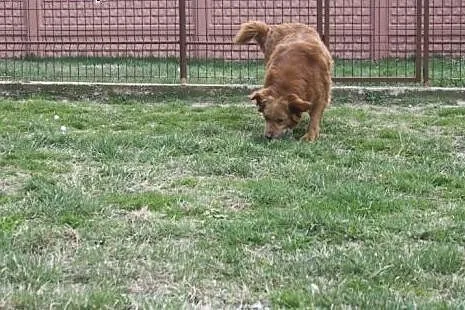 Zeus - zrównoważony, łagodny pies szuka domu na za