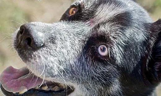Wyjątkowy pies Blue szuka domu !, mazowieckie War