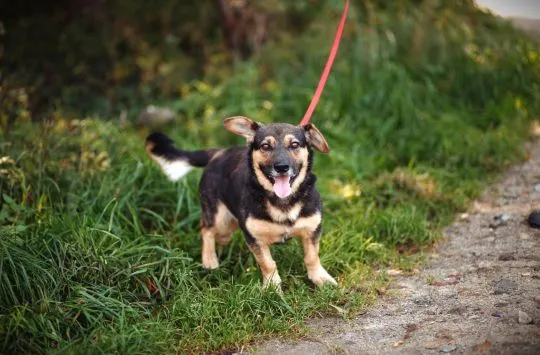Baloo - niskopodłogowy wesołek szuka domu!  Baloo - królewski niskopodłogowiec szuka swojego pałacu!, , Warszawa