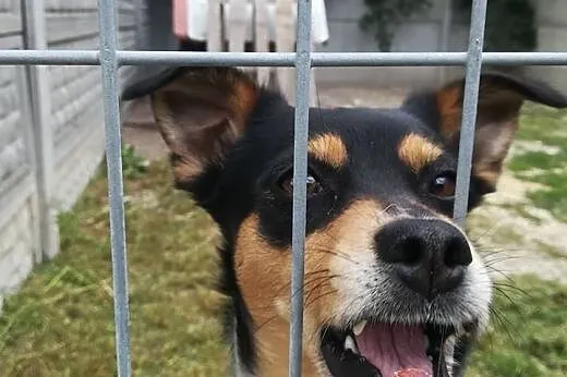 Frania-3latka, piękna, delikatna zębuszka DO ADOPCJI,  małopolskie Kraków, Małopolskie, Kraków