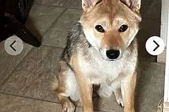 Oddam Suczkę Shibe Inu