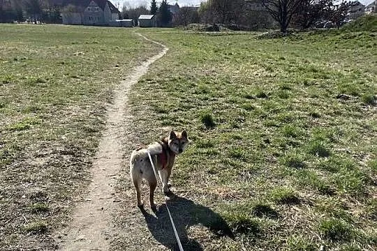 Oddam Suczkę Shibe Inu, Zachodniopomorskie, Stargard