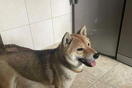 Oddam Suczkę Shibe Inu, Zachodniopomorskie, Stargard