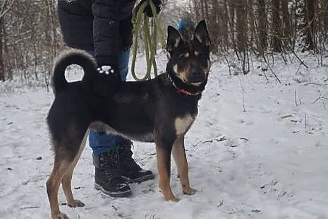 Mono młody i chętny do współpracy z człowiekiem, s