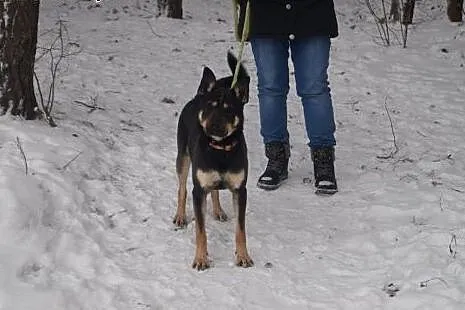 Mono młody i chętny do współpracy z człowiekiem, s
