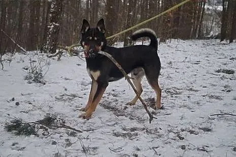 Mono młody i chętny do współpracy z człowiekiem, s