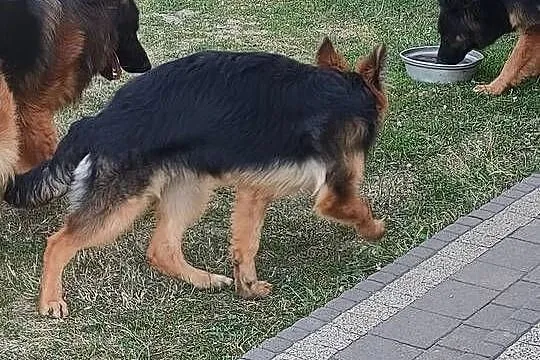 Owczarek niemiecki suczka, Łódzkie, Parzno