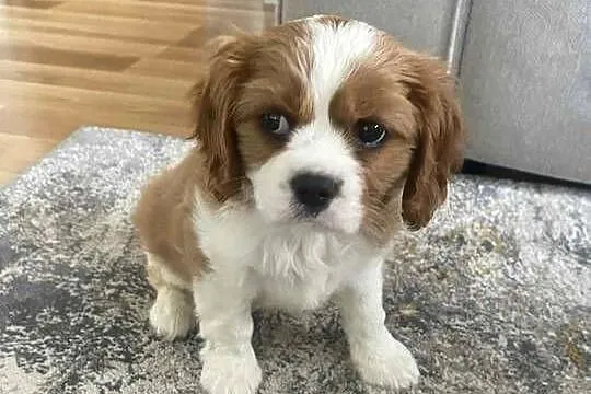 Szczeniak Cavalier King Charles Spaniel (sunia)