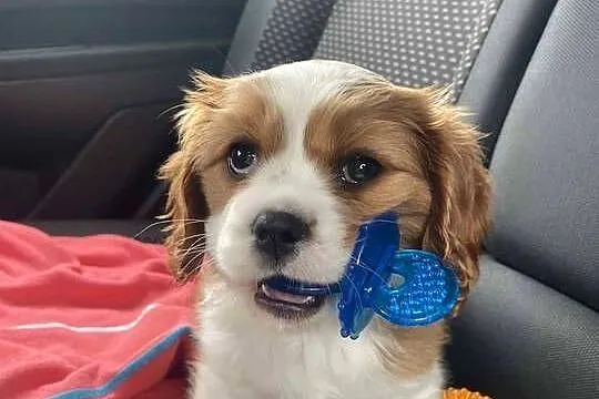 Szczeniak Cavalier King Charles Spaniel (sunia), Mazowieckie, Nadarzyn