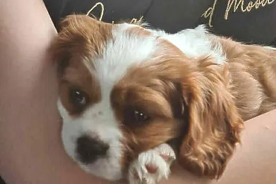 Szczeniak Cavalier King Charles Spaniel (sunia), Mazowieckie, Nadarzyn