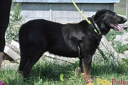 RUNO-psiak, który stracił swojego pana, wierny przyjaciel prosi o dom, adopcja, Małopolskie, Kraków