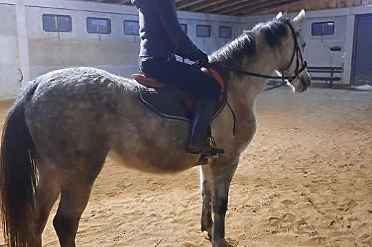Klacz z przepięknym ruchem ujeżdżenie/zaprzęg, , Gogołów