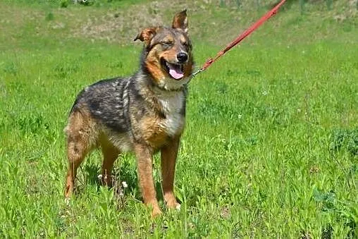 Fruzia - śliczna, owczarkowata suczka bez domu...,
