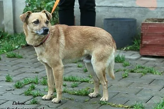 Łakoć - przyjacielski rudasek, Mazowieckie, Nowy Dwór Mazowiecki