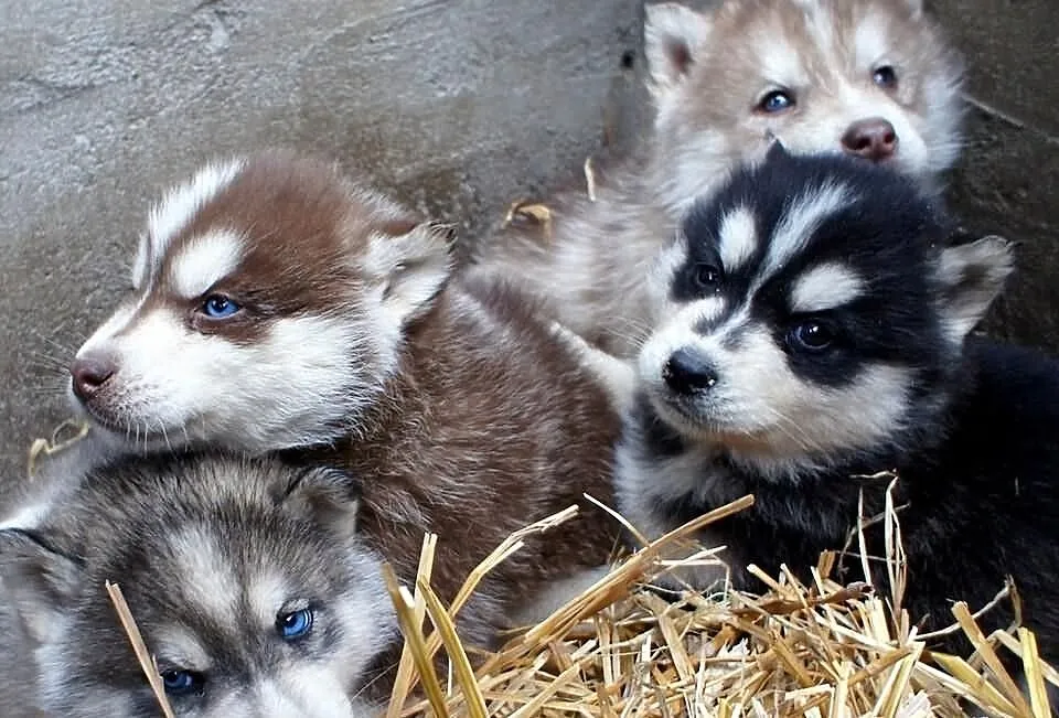 Szczeniaki Syberian Husky rasowe z hodowli Kennel