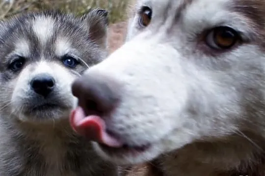 Szczeniaki Syberian Husky rasowe z hodowli Kennel 