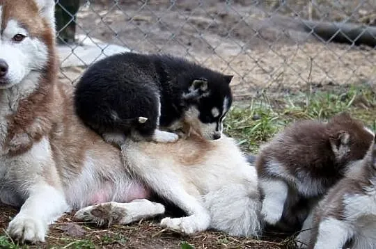 Szczeniaki Syberian Husky rasowe z hodowli Kennel 